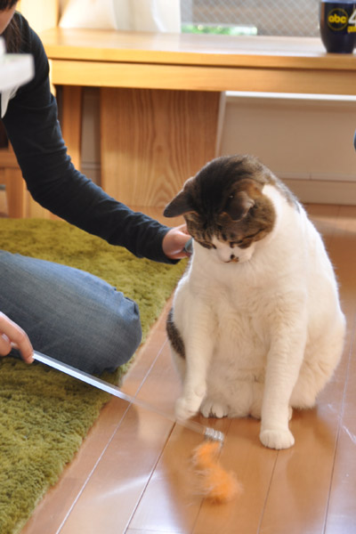 目の前でふりふりしてみたけど。。。