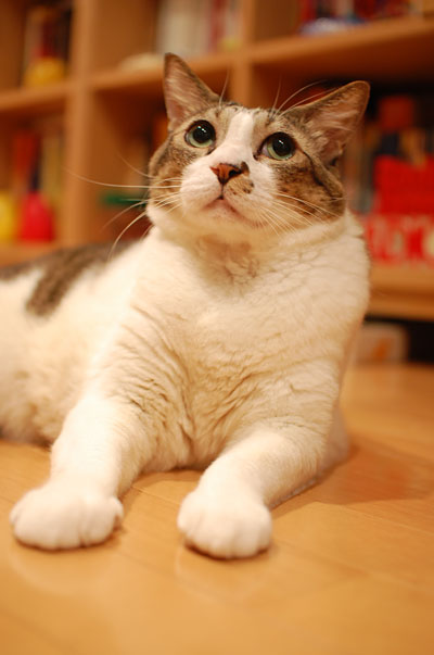 まんまるふっかふかの大きなくりぃむぱん♪