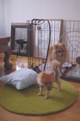 わんこ達