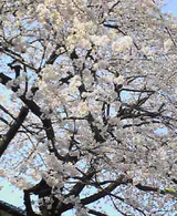 2006年の桜