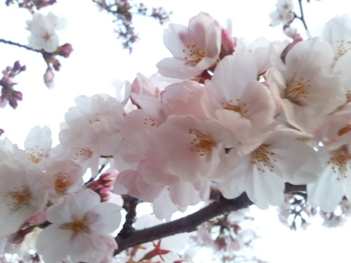 sakura3