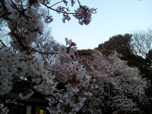 sakura1