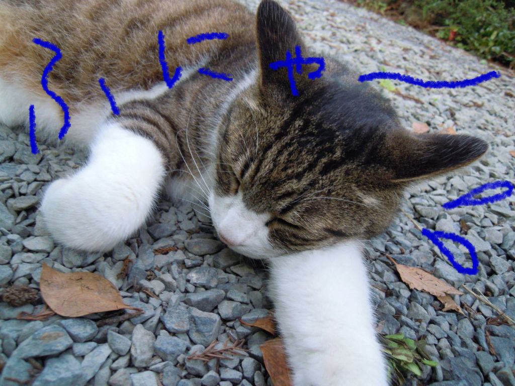 きっと大丈夫 の掲示板投稿写真＆画像