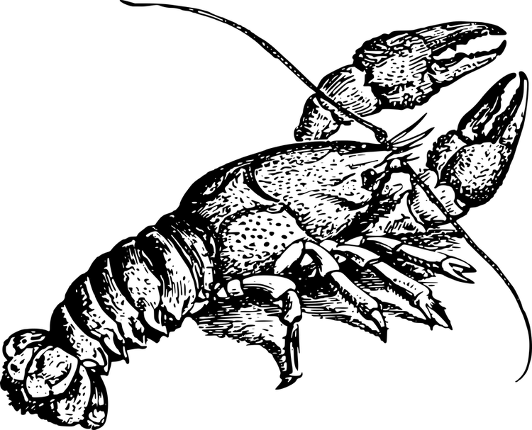animal-1299222_960_720