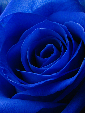 ¥¸¡¦ ¥¢¥¯¥¢¥ê¥¦¥à¡§ÀĤ¤é¬é¯