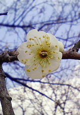 2008022603