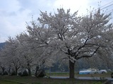2011.5.8°ðÃæºùÇØ·Ê¹ñ¸«»³