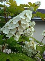IMG_20180607_173028