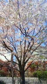 桜