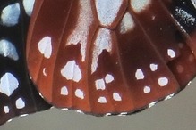 ¥¢¥µ¥®¥Þ¥À¥é 181104_1b