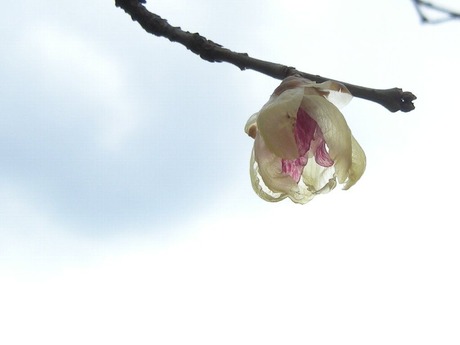 蝋梅 120130