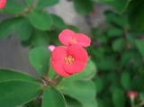 不明 赤い花