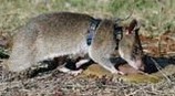 rat.jpg