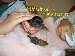 Yeuoepta Yeuoepta