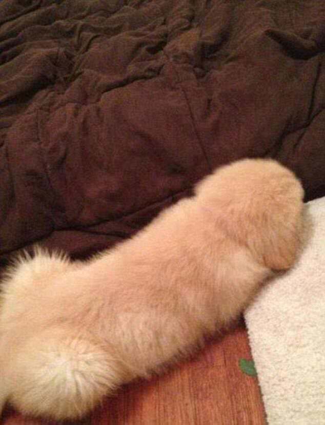 inu13