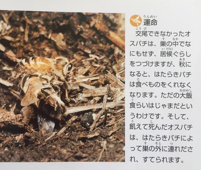 【悲報】交尾できなかったミツバチの末路www