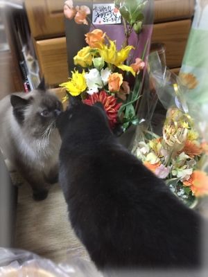 150125ボンラピ挨拶_002