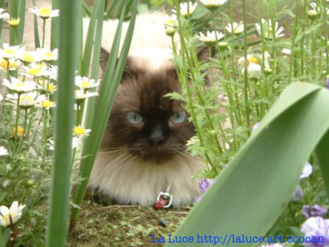 DSCF0029Rapi