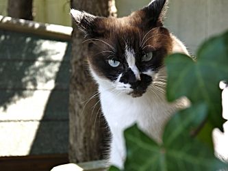 P1010163HAKUBrog_s