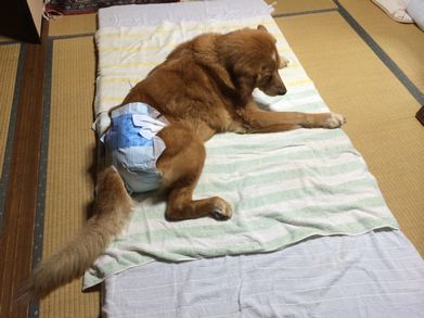 斜頚3