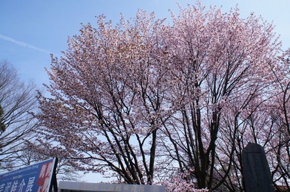 DSC00481 (1280x850)