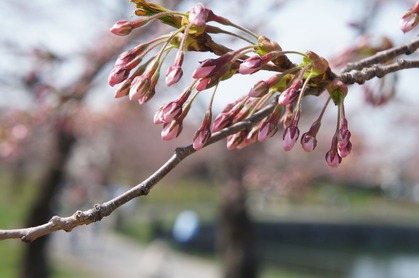 DSC00485 (3000x1991)