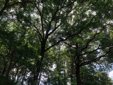 IMG_0416