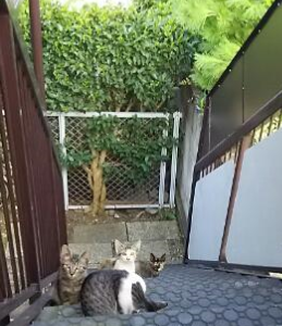 ね3