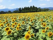ひまわり畑