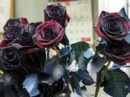 黒薔薇