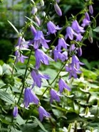 ふうりん草