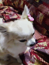 21855f24.jpg