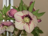 chrisumasurose1 (1)