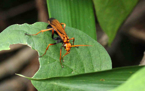 ベッコウクモバチ・キボシアシナガバチ : こん近のblog