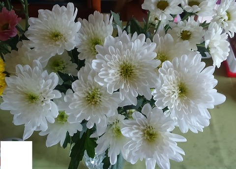 2018y04m21d_お花2