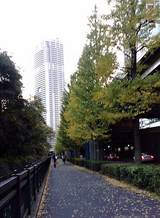 銀杏