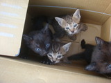 PHOTO011