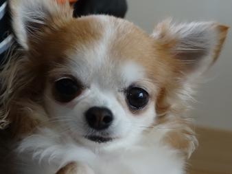 ちいちゃん