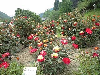 CA3A0683