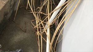 IMG_0239_R