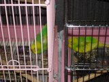pinetirotamago