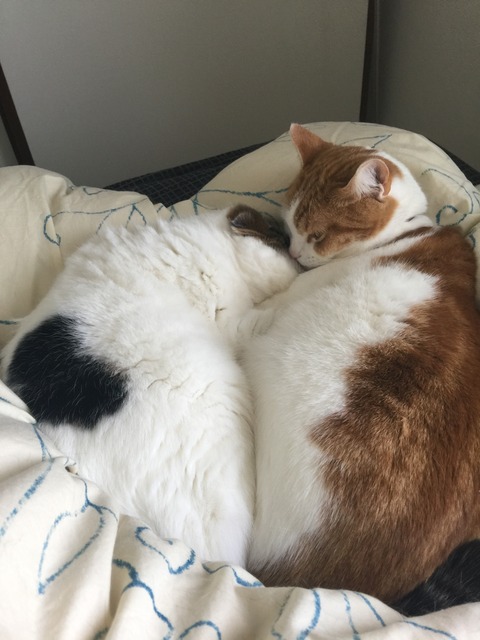 ミエルがメープルにチューチュー