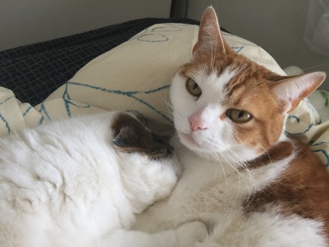 母性が芽生えてしまったメープル