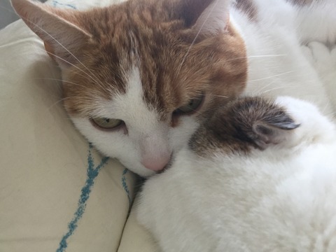 今日はエイプリルフール