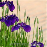 端午の菖蒲
