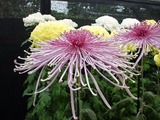 重陽の菊