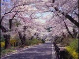 桜坂