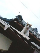 屋根猫