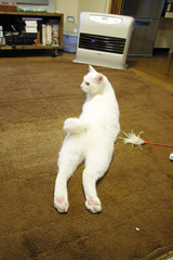 後ろマロ