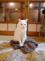 セーターマロ